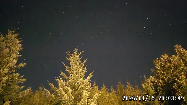 A dark night sky scattered with stars, framed by the warmly lit tops of several evergreen trees in the foreground.