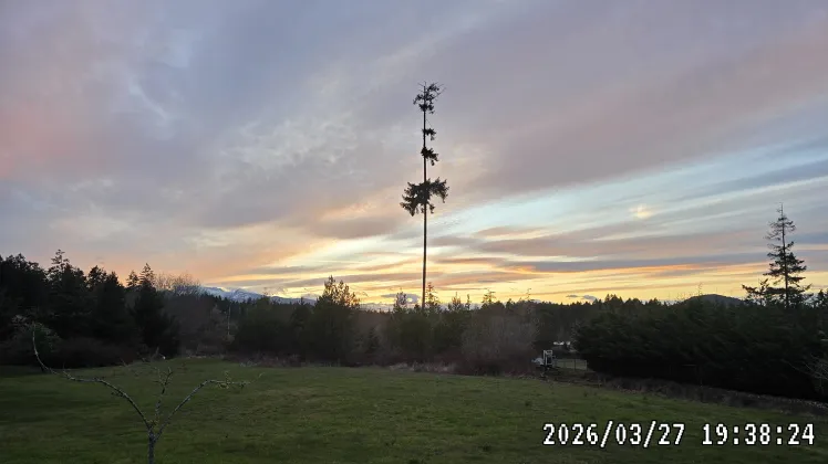 A towering, sparse tree silhouetted against a colorful pink, yellow, and blue sunset, with a dark treeline, grassy field, and distant mountains.